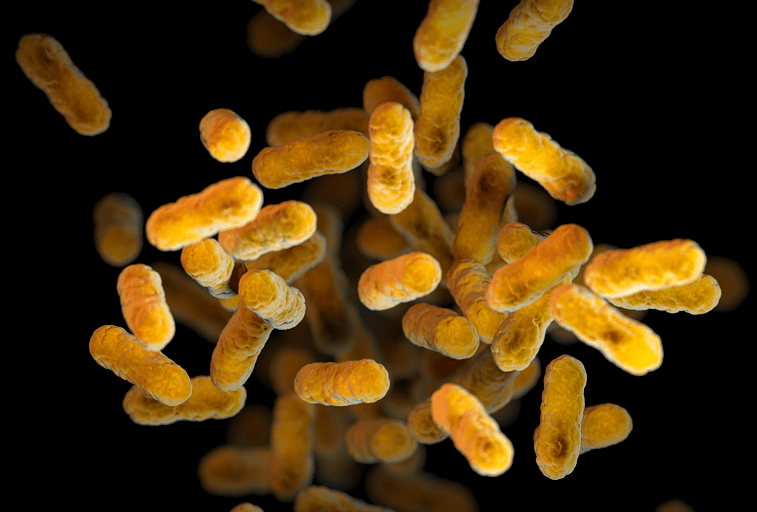 Whooping cough bacteria