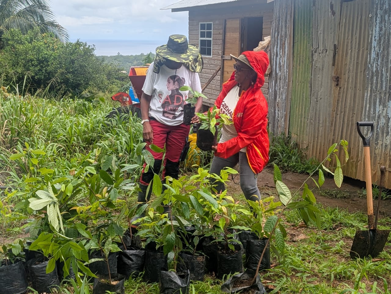 Volunteers replanting Nutmeg trees