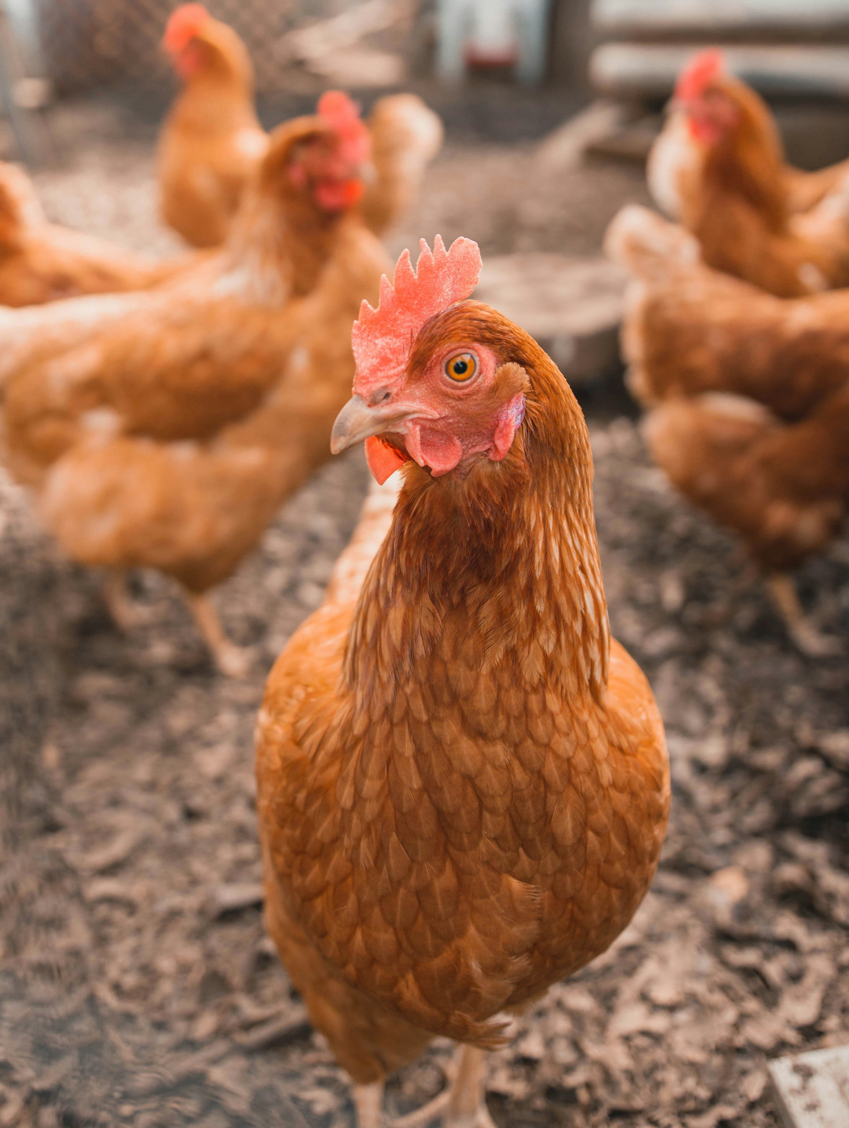 Chicken